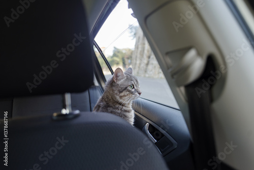 Obraz na płótnie A beautiful gray striped adult cat is sitting on the passenger seat of the car looking at the road from the window w salonie