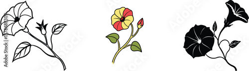 Three Stylized Morning Glory Flower Illustrations Line Art, Color, Silhouette photo