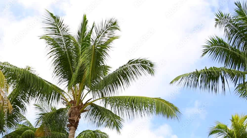 Green palm trees waving in the wind with blue sky, high definition clip Green palm trees waving in the wind with blue sky, high definition clip
