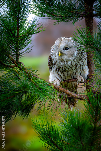Habichtskauz photo