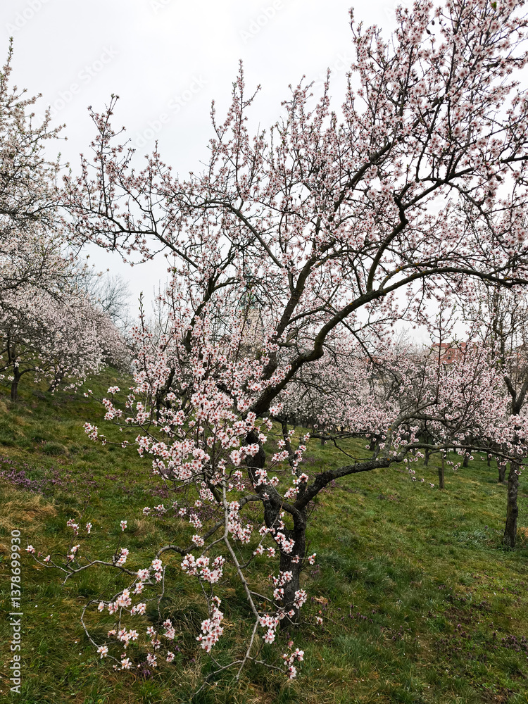 Blooming almond trees in petrin hill, prague, czechia Blooming almond trees in petrin hill, prague, czechia