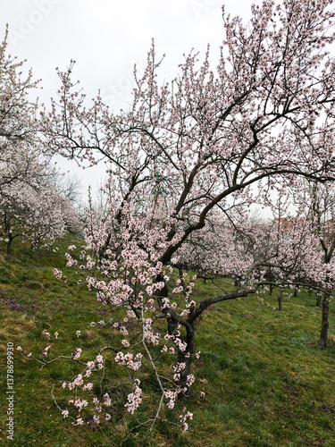Blooming almond trees in petrin hill, prague, czechia