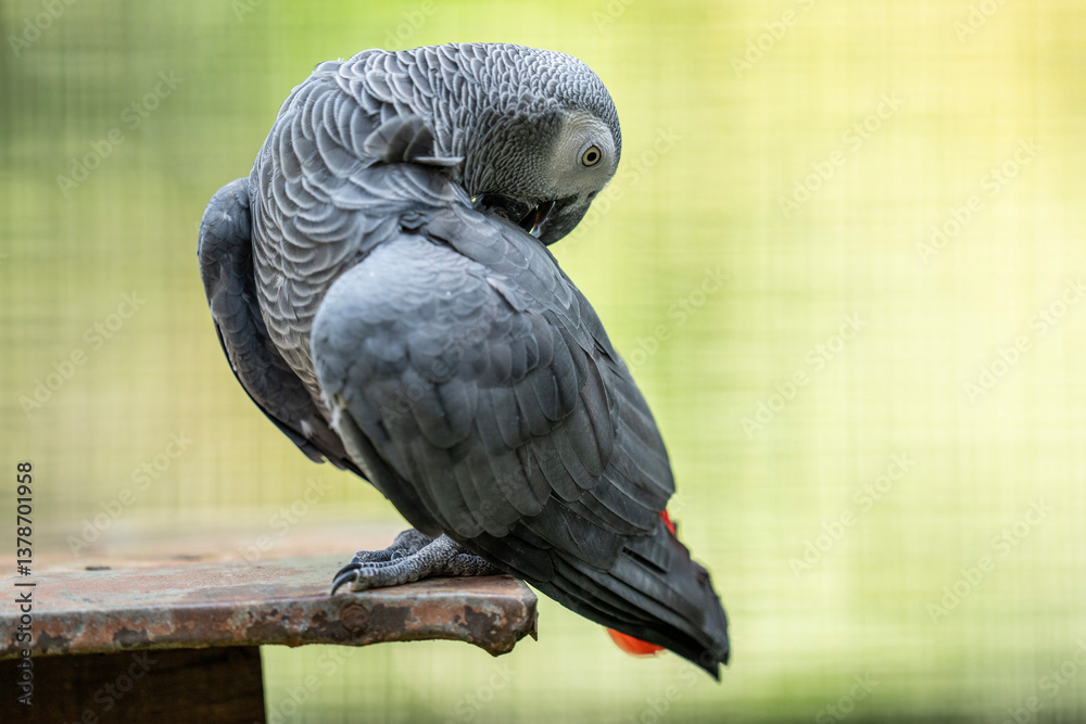Fototapeta premium Portrait of an African grey parrot