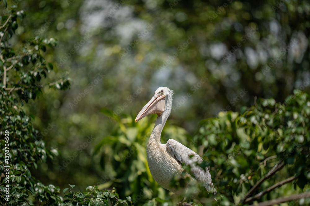 Fototapeta premium Spotted a spot-billed pelican on the tree top