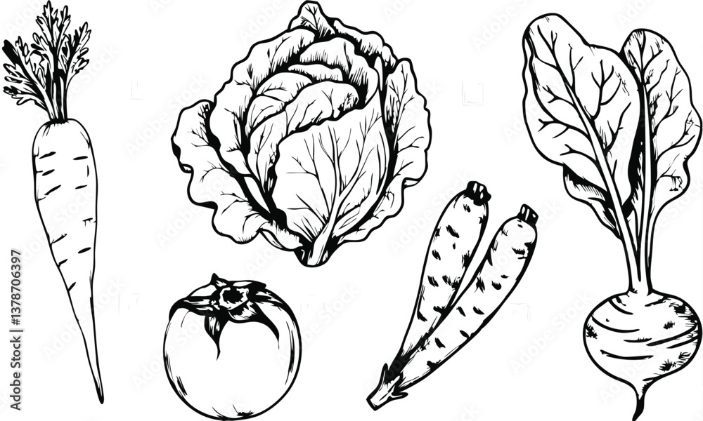 Fototapeta premium Hand-Drawn Vintage Vegetable Set – Botanical Etching Vector Sketch Line Art