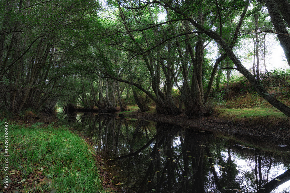 Fototapeta premium river in the deep forest