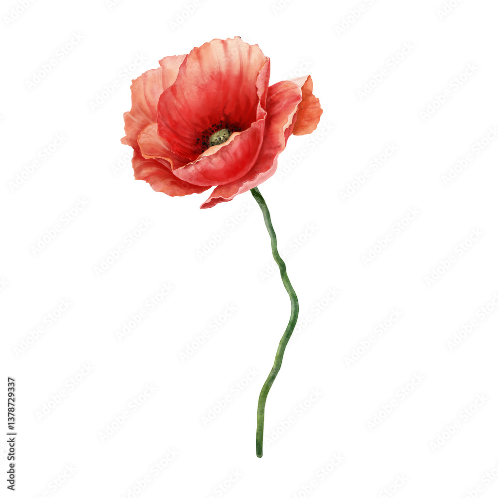 Red poppy flower. Single illustration isolated on white background. Botanical handcrafted art in watercolor style. Element of floral design for decor or concept greetings cards Red poppy flower. Single illustration isolated on white background. Botanical handcrafted art in watercolor style. Element of floral design for decor or concept greetings cards