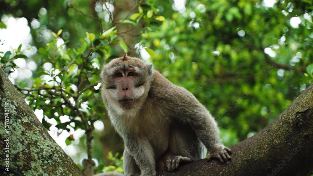 Macaque monkeys with cubs at Monkey Forest, Bali, Indonesia
Macaque monkeys with cubs at Monkey Forest, Bali, Indonesia