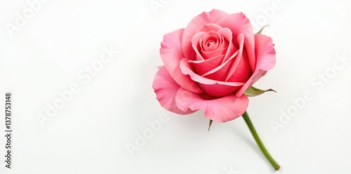 Single rose isolated on white background with soft petal details and gentle curves, nature, petals, rose