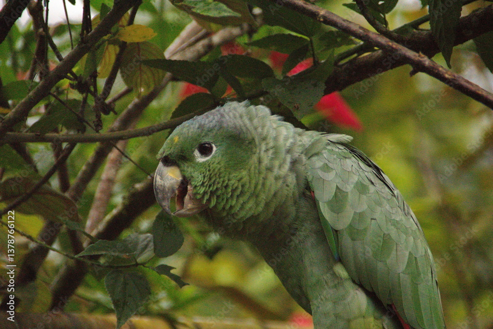 Obraz premium Close up of a southern mealy parrot (Amazona farinosa) at the Hallan Waterfall in Naop, Ecuador