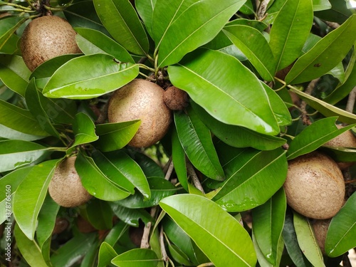 green sapodilla cluster on a tree