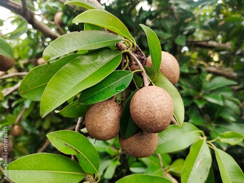 sapodilla green