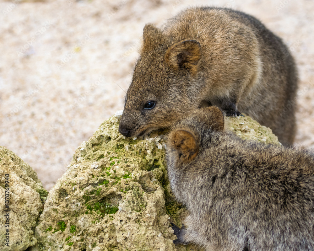 Naklejka premium Two Quokkas eating food on a rock
