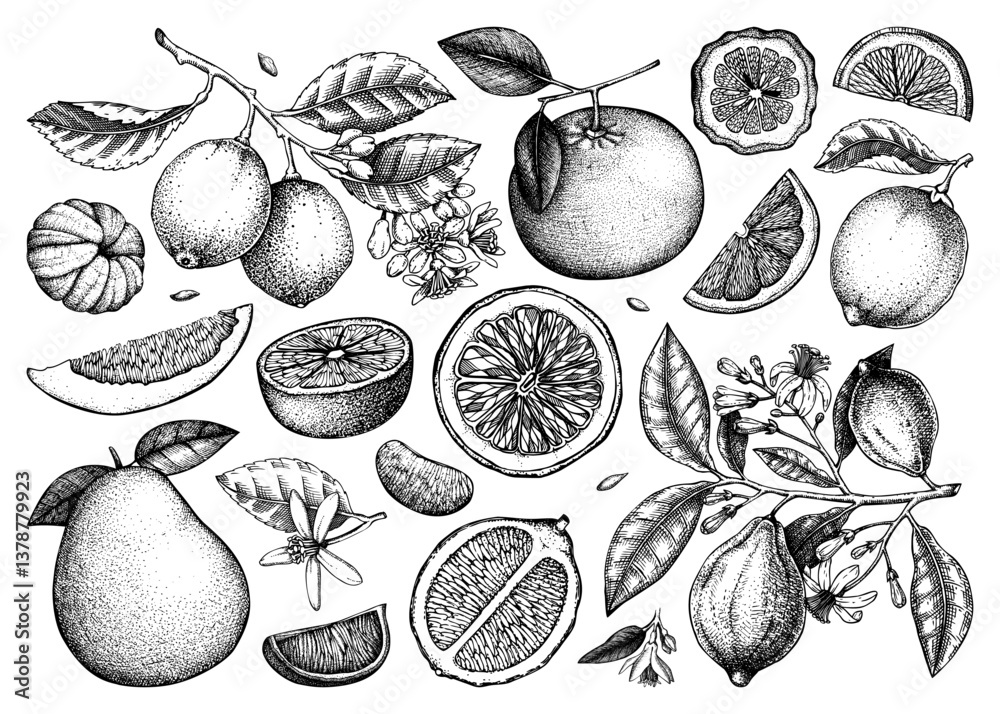 Obraz premium Citrus fruit hand-drawn vector illustrations. Healthy food sketches. Summer design element. NOT AI generated
