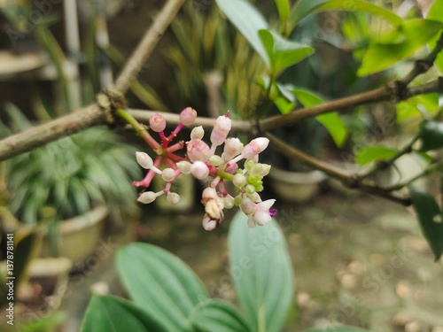 flowers from the parijoto tree, a plant that grows on the slopes of the Javanese mountains

