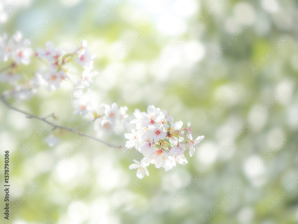 桜の花のある風景。まばゆい逆光に照らされてボケた様子。 桜の花のある風景。まばゆい逆光に照らされてボケた様子。