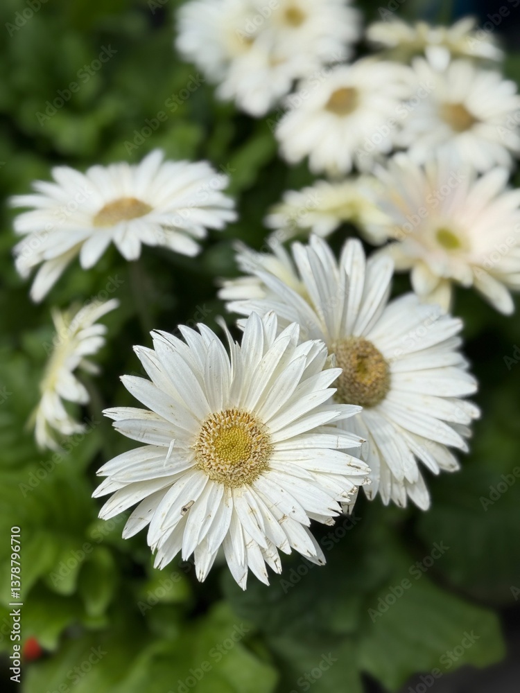 Fototapeta premium White gerber daisies blooming in a garden 