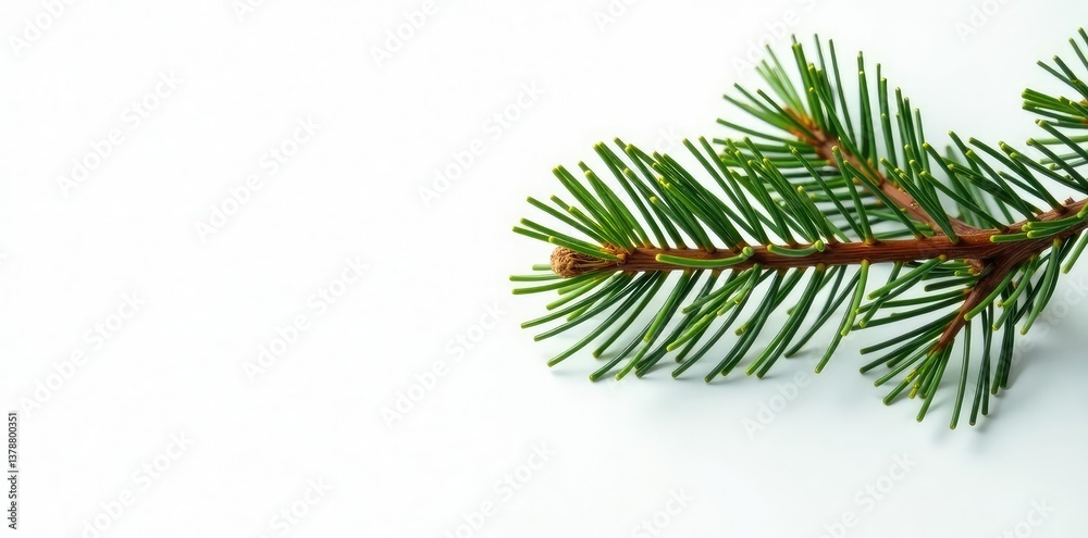 A single pine branch with needles and ridges against a bright white, natural, wood grain, texture A single pine branch with needles and ridges against a bright white, natural, wood grain, texture