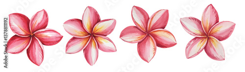 Hand-drawn watercolor plumeria flowers painting. Plumeria flowers vector illustration.