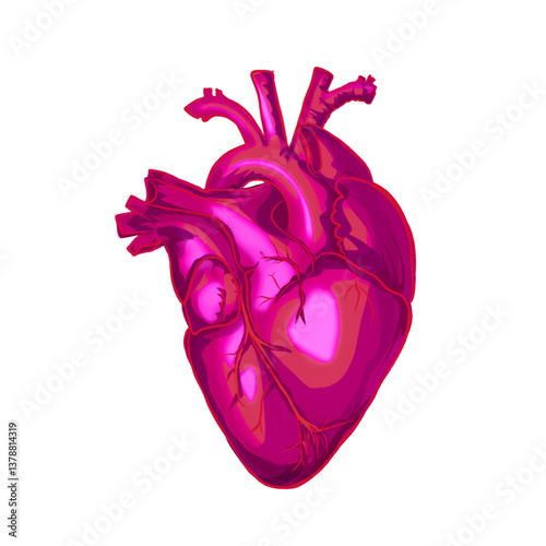 illustration of the human heart organ without background