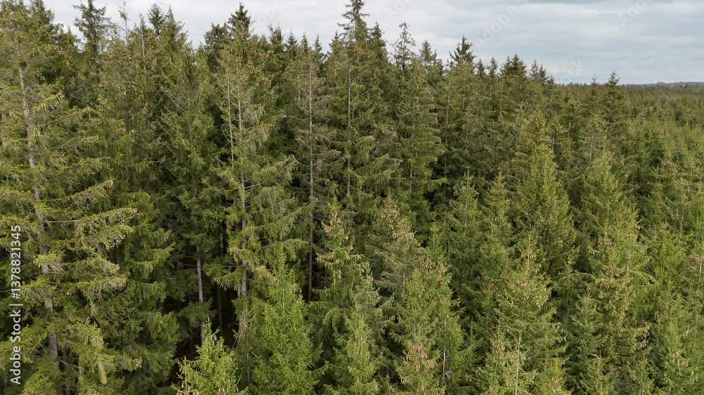 Aerial view above a forest Aerial view above a forest