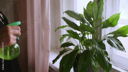 Woman spraying her home plant spathiphyllum staying on windowsill close up. Selective focus.