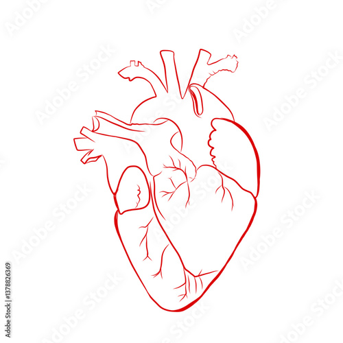 human heart organ sketch illustration isolated on white