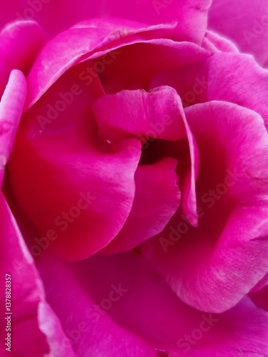 a close-up of a pink rose