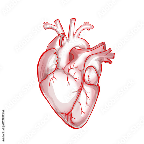 illustration image sketch of human heart organ isolated on white