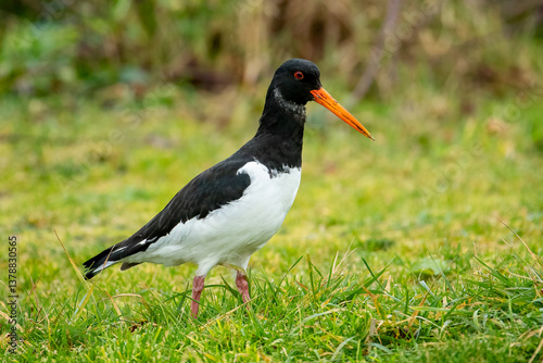Oystercatcher (Haematopus Ostralegus)