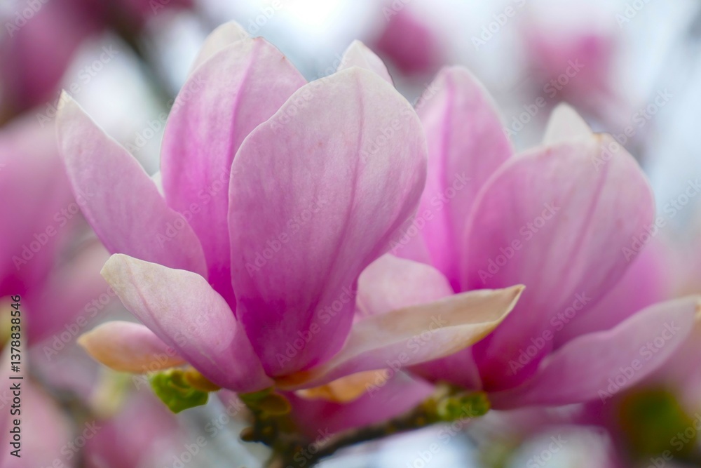 Fototapeta premium Magnolia branch with pastel flowers bloom in the garden in spring