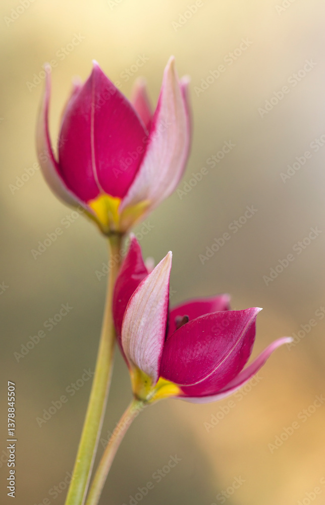 Tulipany botaniczne, tapeta, dekoracja.