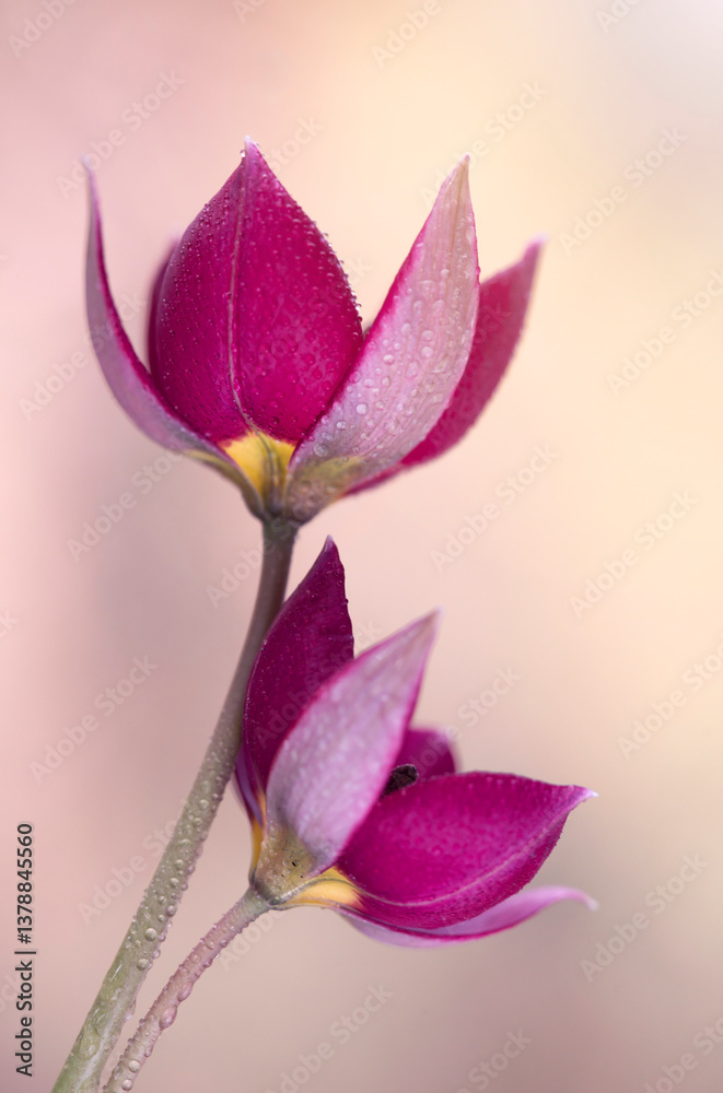 Tulipany botaniczne, tapeta, dekoracja.