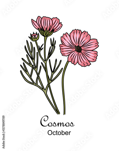 Cosmos, October birth month flower, hand drawing, colored outline, icon, Modern design for logo, tattoo, wall art, branding, packaging. Vector illustration isolated
