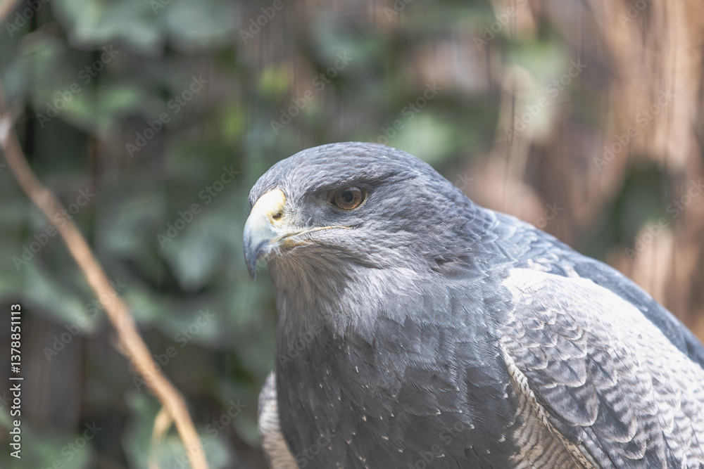 Fototapeta premium Blaubussard