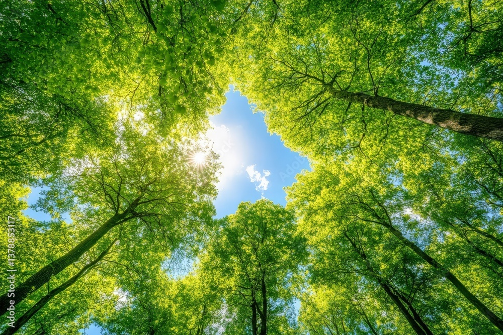 Fototapeta premium Sunlight filtering through dense green tree canopy