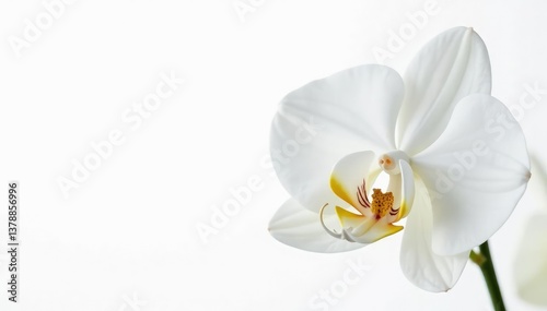 Close-up of pristine white orchid on stark white backdrop, pure, subtle