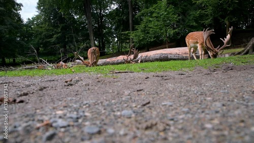 A herd of deer feeding on lush green grass in a serene forest clearing, surrounded by fallen logs and trees, showcasing peaceful wildlife in vejle denmark