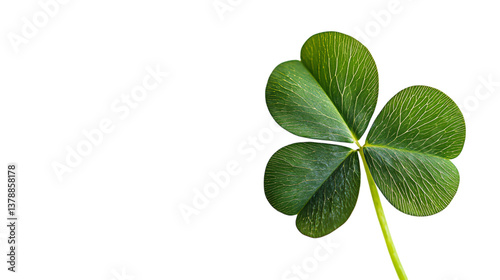 Four-leaf clover on white background --ar 16:9