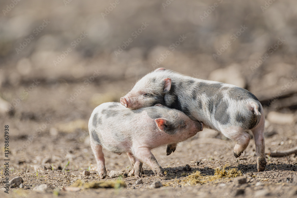 Fototapeta premium Hängebauchschein mit Ferkel