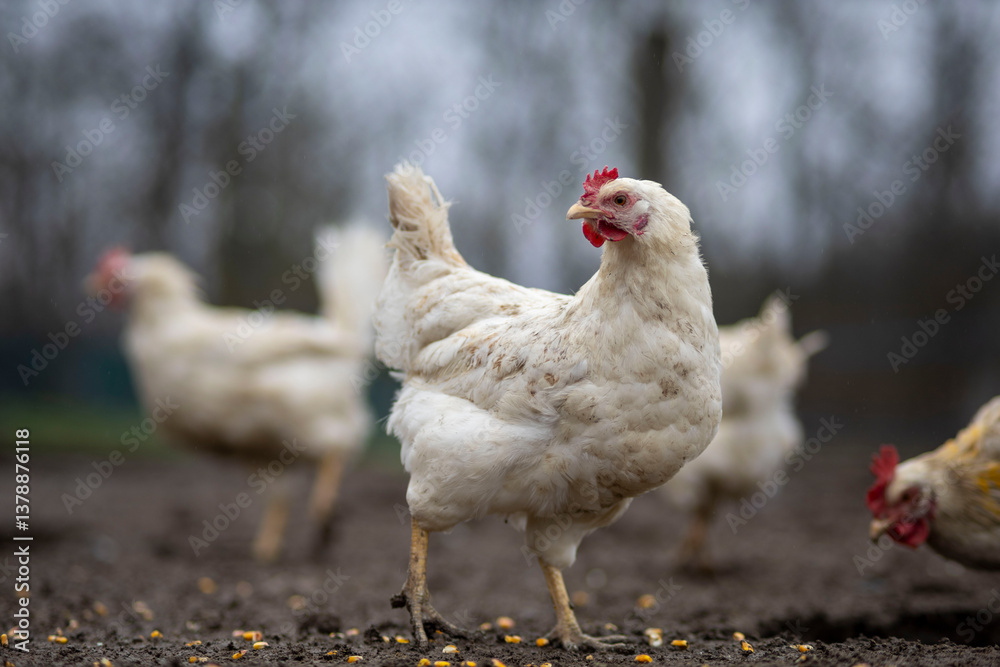 Fototapeta premium Free-range chicken walking on a farm