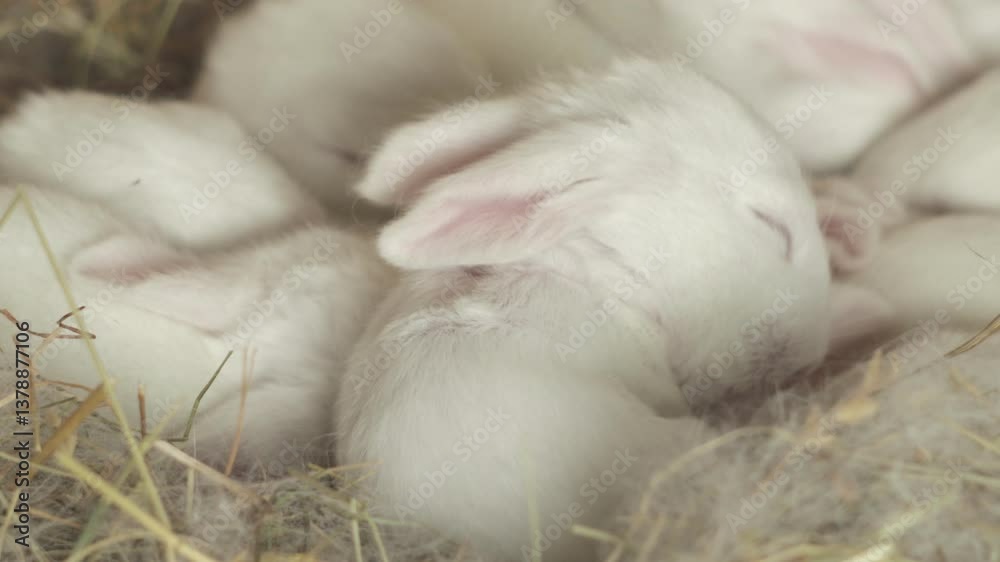 A cluster of fluffy white baby rabbits are nestled together in a cozy nest of hay, their delicate pink ears peeking out. One tiny bunny in the foreground has its red eyes open, observing the world. A cluster of fluffy white baby rabbits are nestled together in a cozy nest of hay, their delicate pink ears peeking out. One tiny bunny in the foreground has its red eyes open, observing the world.
