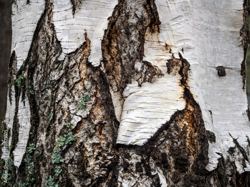 Rough texture of the bark of an old birch with a damaged surface, a torn piece of birch bark and a lichen. Natural background with birch bark. Copy space.