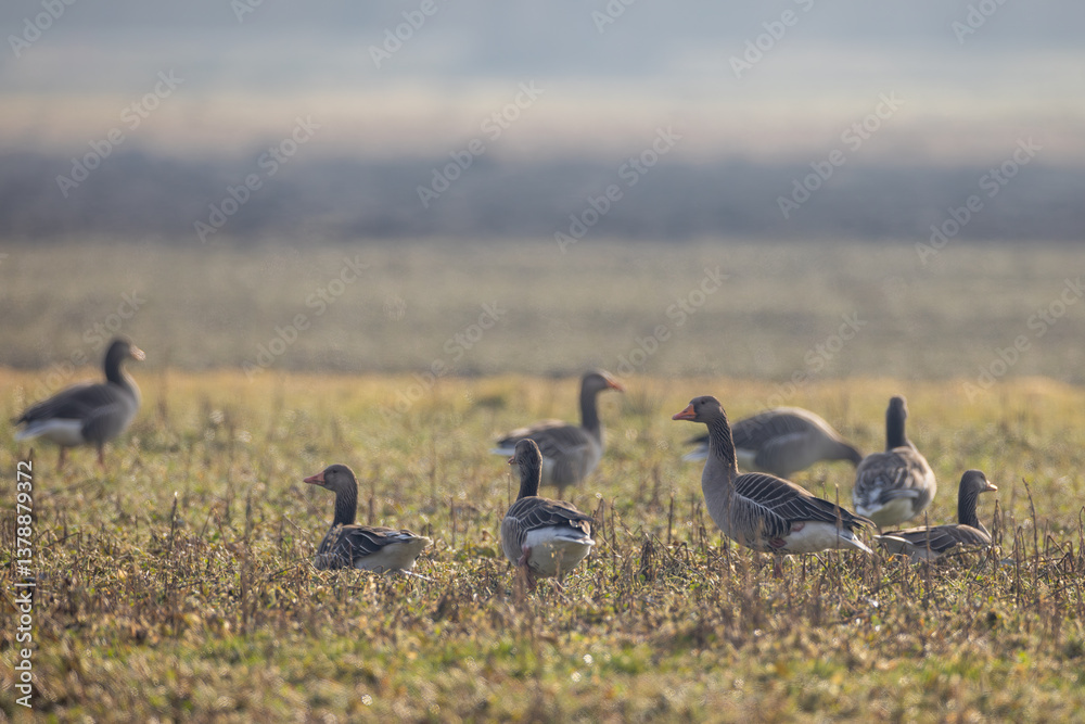 Graugans im Frühling Graugans im Frühling