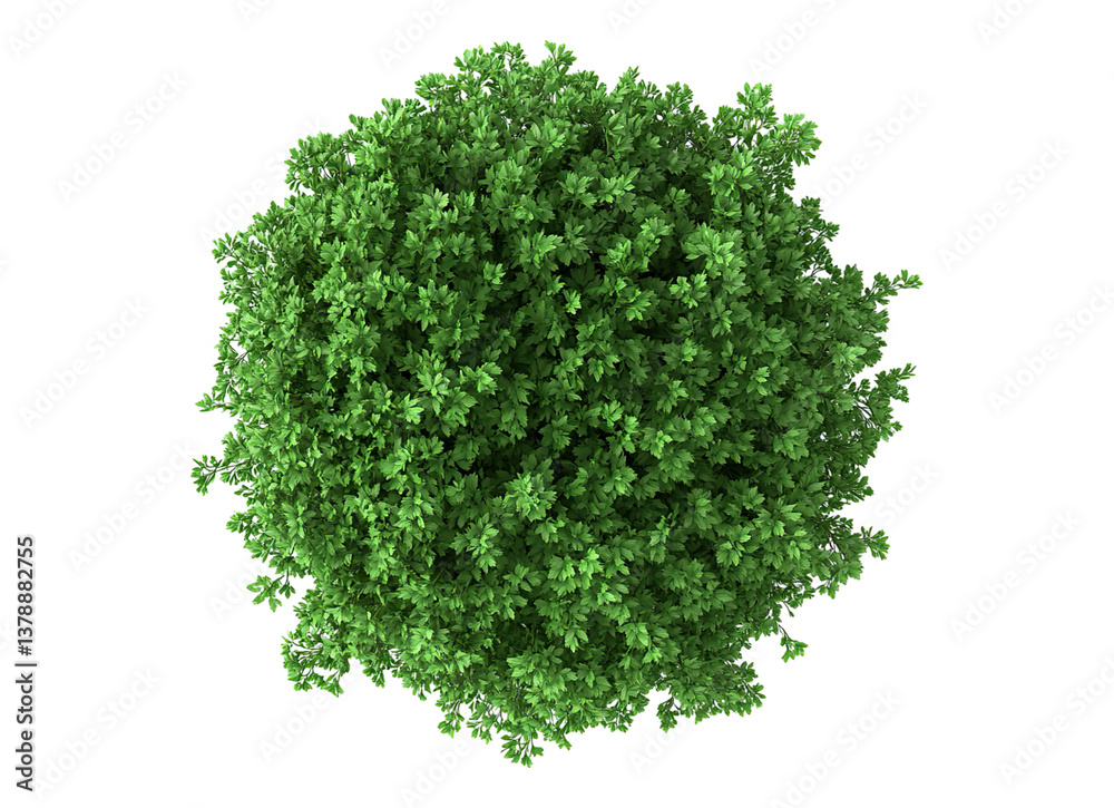 Fototapeta premium natural fresh parsley
