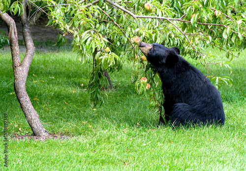 American black bear, Ursus americanus, sits under  a peach tree and sniffs a peach
