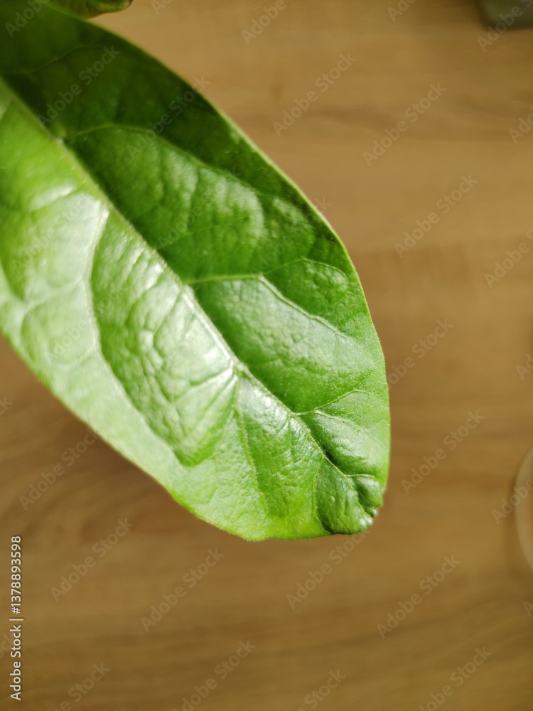 Closeup of Fresh Green Avocado Leaf Showing Detailed Veins and Texture on Wooden Surface in Natural Light Closeup of Fresh Green Avocado Leaf Showing Detailed Veins and Texture on Wooden Surface in Natural Light