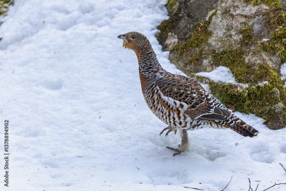 Obraz premium Auerhuhn im Frühling bei der Balz