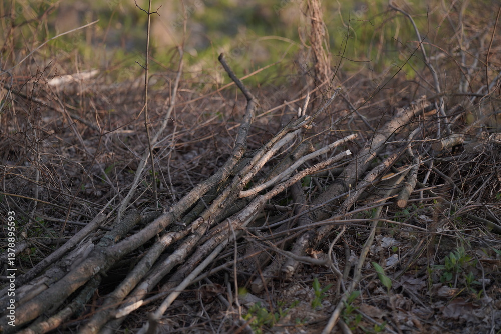 dead tree stump dead tree stump