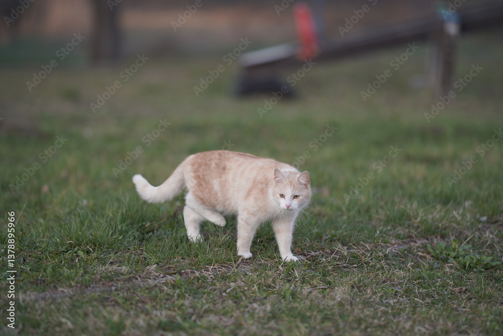 Fototapeta premium cat and dog